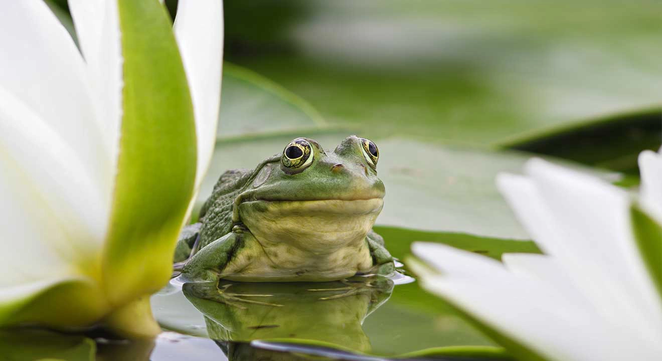 A frog sitting on a lily pad