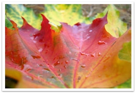 A leaf with beads of water