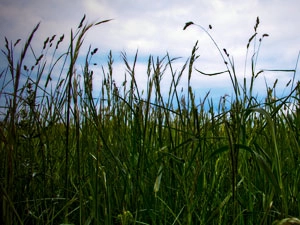 A field with tall grass and cloudy sky