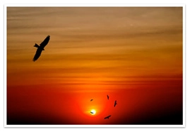 Birds flying in a circular pattern at sunset