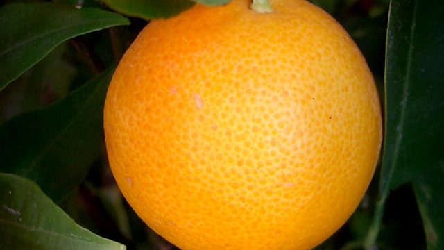 Fruit of the Spirit